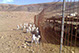 Ovejas y corderos de Fuerteventura
