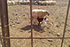 Ovejas y corderos de Fuerteventura